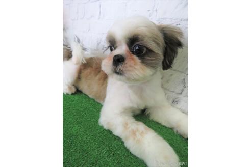 成約済の大阪府のシーズー-140893の5枚目