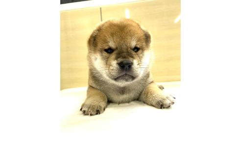 成約済の埼玉県の柴犬-147919の1枚目