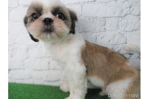 成約済の大阪府のシーズー-140893の4枚目