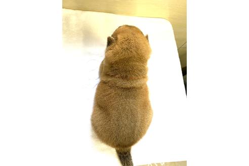 成約済の埼玉県の柴犬-147919の5枚目