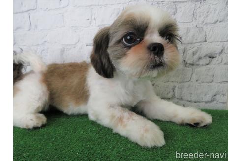 成約済の大阪府のシーズー-140893の3枚目