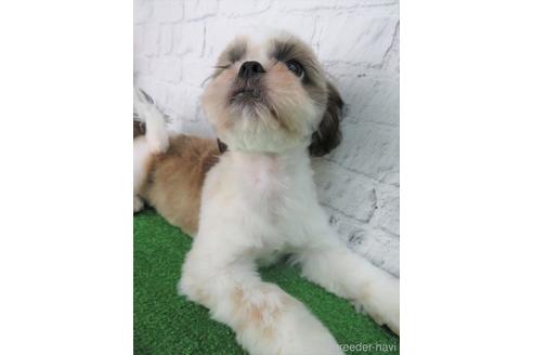 成約済の大阪府のシーズー-140893の2枚目