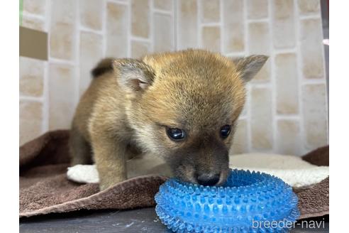 成約済の東京都の豆柴-147746の8枚目