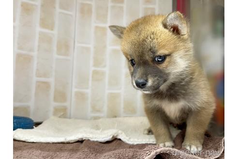 成約済の東京都の豆柴-147746の3枚目