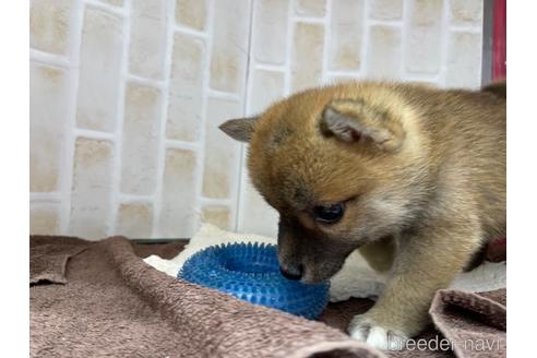 成約済の東京都の豆柴-147746の4枚目