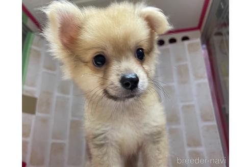 成約済の東京都のポメチワ:ポメラニアン×チワワ-146954の2枚目