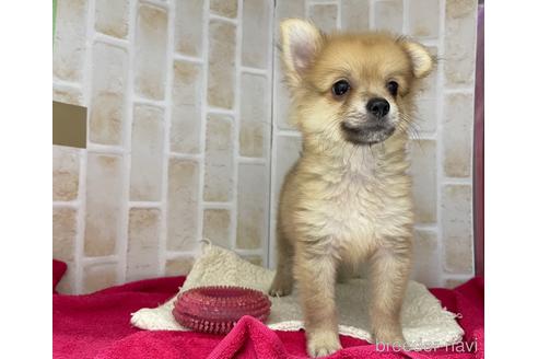 成約済の東京都のポメチワ:ポメラニアン×チワワ-146954の3枚目