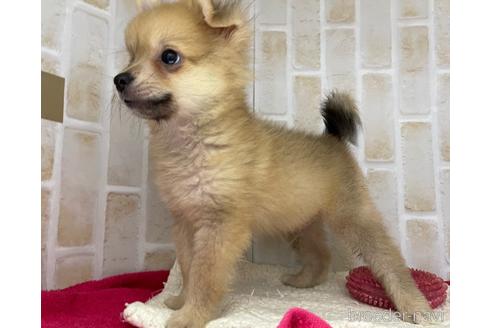 成約済の東京都のポメチワ:ポメラニアン×チワワ-146954の4枚目