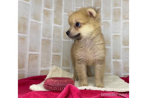 成約済の東京都のポメチワ:ポメラニアン×チワワ-146954の5枚目