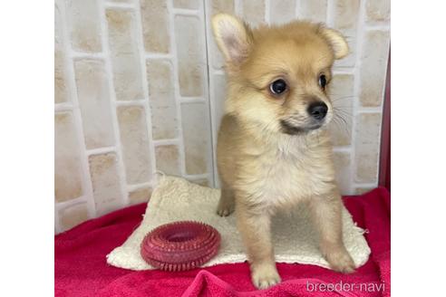 成約済の東京都のポメチワ:ポメラニアン×チワワ-146954の6枚目