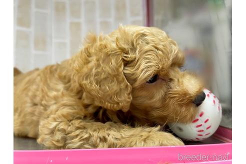 成約済の東京都のトイプードル-146955の6枚目