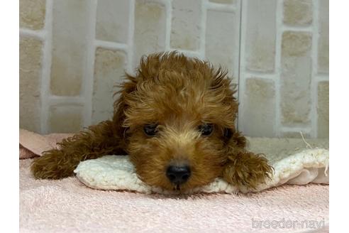 成約済の東京都のトイプードル-146957