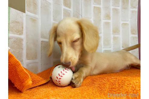 成約済の東京都のミニチュアダックスフンド(ロングヘアード)-142492の3枚目