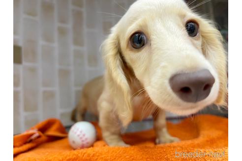 成約済の東京都のミニチュアダックスフンド(ロングヘアード)-142492の4枚目