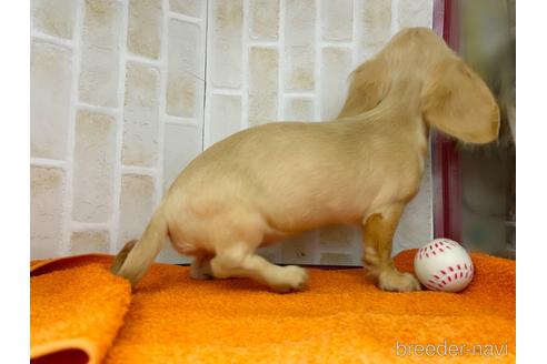 成約済の東京都のミニチュアダックスフンド(ロングヘアード)-142492の2枚目