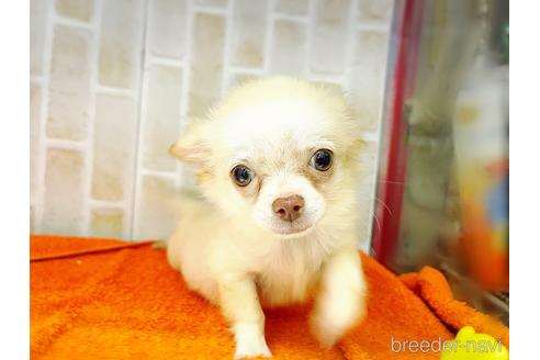 成約済の東京都のチワワ(ロングコート)-145108の29枚目