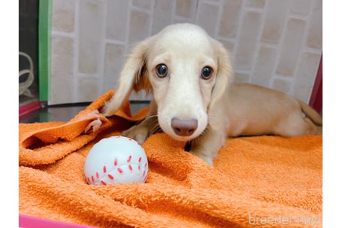 クリーム系のミニチュアダックスフンドの子犬を探す｜ブリーダーナビ