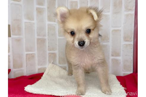 成約済の東京都のポメチワ:ポメラニアン×チワワ-146954の1枚目