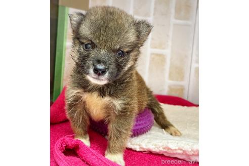 成約済の東京都の豆柴-147744