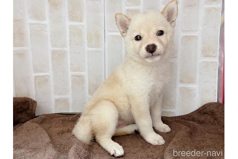 成約済の東京都の柴犬-147745