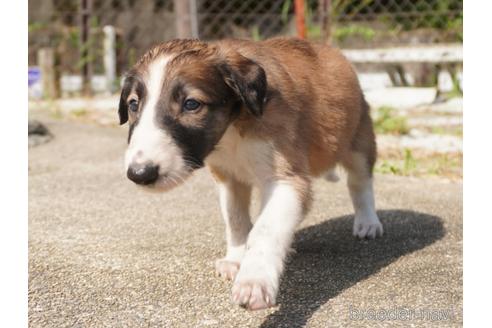 成約済の愛知県のボルゾイ-147947の2枚目