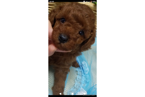 成約済の埼玉県のトイプードル-144008の1枚目