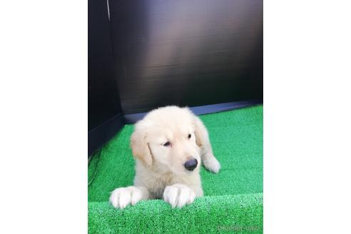子犬