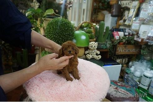 成約済の京都府のタイニープードル-147973の3枚目