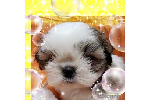 子犬