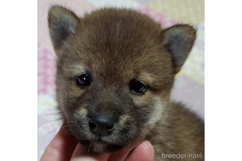 成約済の鹿児島県の柴犬-147999の1枚目