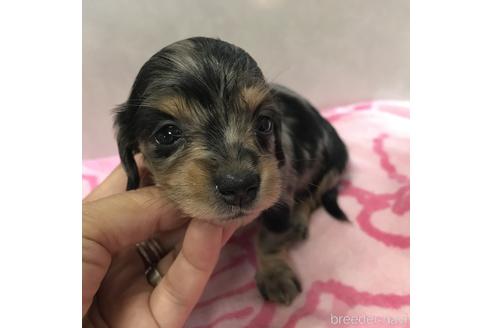 成約済の宮崎県のミニチュアダックスフンド(ロングヘアード)-144349の7枚目