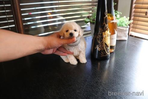 成約済の埼玉県のタイニープードル-148029の2枚目