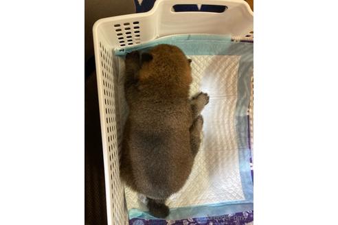 成約済の愛知県の豆柴-148134の3枚目