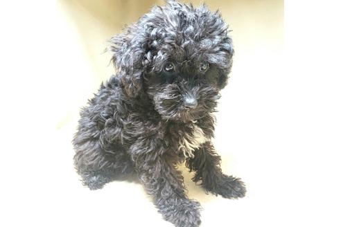 成約済の茨城県のミックス犬-140164の4枚目