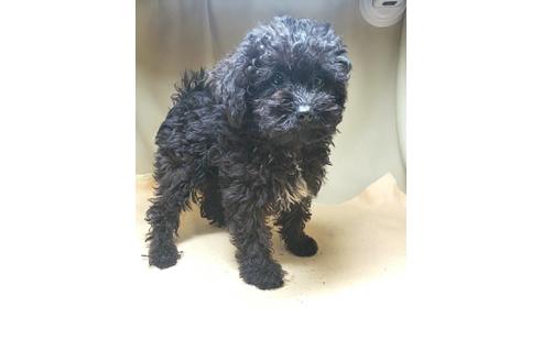 成約済の茨城県のミックス犬-140164の2枚目