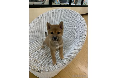 成約済の北海道の豆柴-148046の2枚目