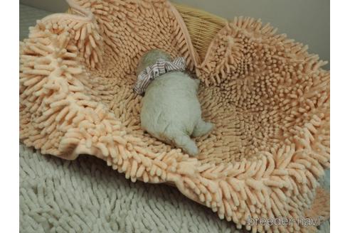 成約済の埼玉県のトイプードル-148048の4枚目