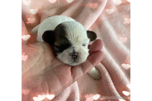 成約済の愛媛県のシーズー-148060の3枚目