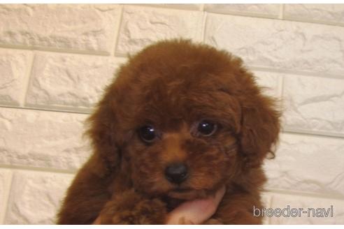 成約済の茨城県のトイプードル-148072の4枚目