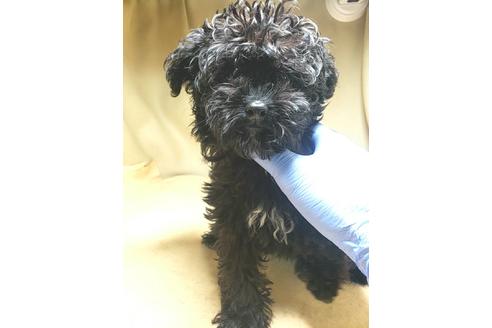 成約済の茨城県のミックス犬-140156の5枚目