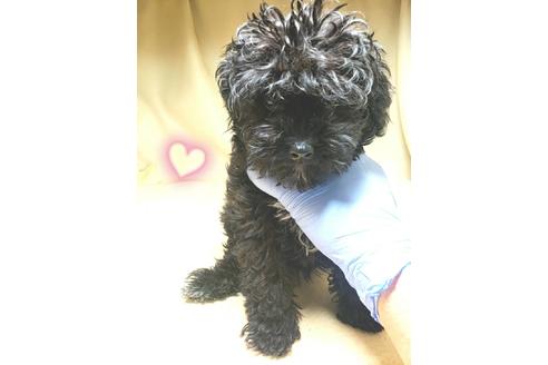成約済の茨城県のミックス犬-140156の4枚目