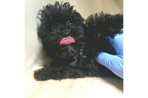 成約済の茨城県のミックス犬-140156の2枚目