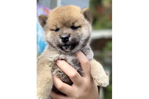 成約済の群馬県の豆柴-148108の4枚目