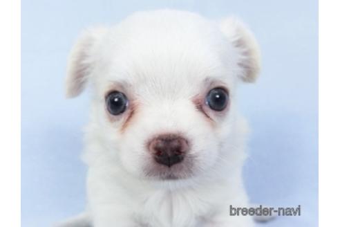 成約済の千葉県のチワワ(ロングコート)-147853