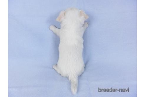 成約済の千葉県のチワワ(ロングコート)-147853の4枚目