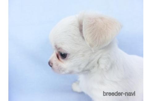 成約済の千葉県のチワワ(ロングコート)-147853の3枚目