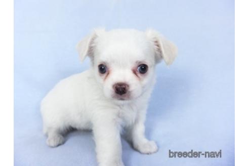 成約済の千葉県のチワワ(ロングコート)-147853の2枚目