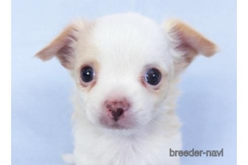 成約済の千葉県のチワワ(ロングコート)-147855