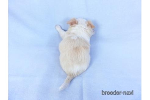 成約済の千葉県のチワワ(ロングコート)-147855の4枚目