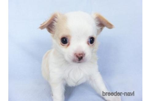 成約済の千葉県のチワワ(ロングコート)-147855の3枚目